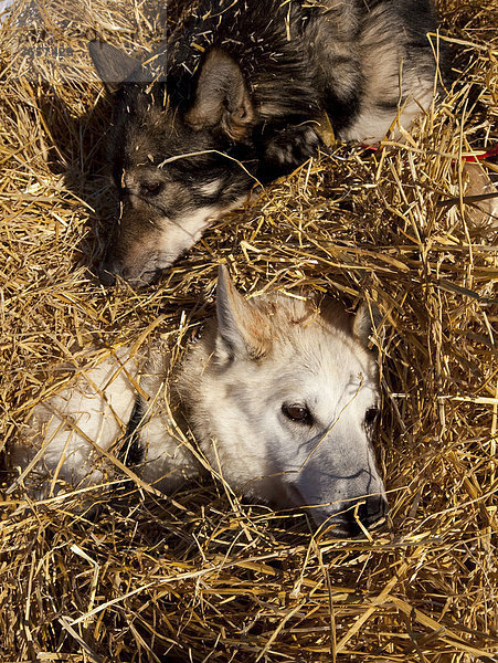 Ruhende Schlittenhunde  Alaskan Huskies  Stroh  Checkpoint Pelly Crossing  Yukon Quest 1.000 Meilen Internationales Schlittenhundrennen 2010  Yukon Territory  Kanada  Nordamerika