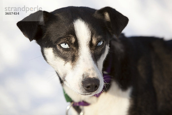 Alaskan Husky  Portrait eines Schlittenhundes  Schlittenhunderennen in der Nähe von Whitehorse  Yukon Territorium  Kanada