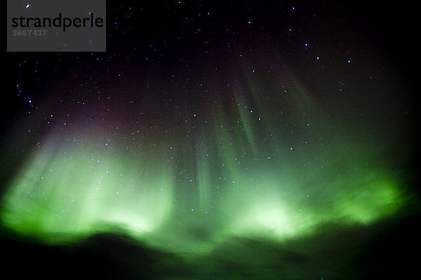 Nordlicht  Polarlicht  grün-violette Aurora Borealis in der Nähe von Whitehorse  Yukon Territory  Kanada
