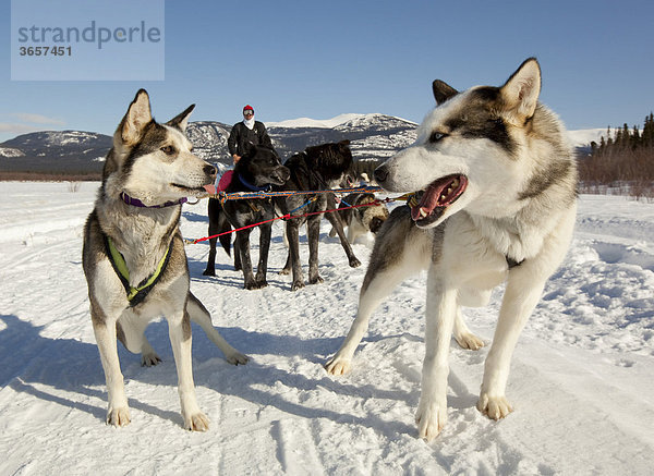 Mann  Musher auf einem Hundeschlitten  Schlittenhundegespann  zwei Leithunde  Alaskan Huskies  zugefrorener Yukon River Fluß  Yukon Territory  Kanada