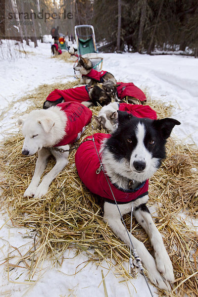 Schlittenhunde mit Hundemänteln ruhen auf Stroh  stake out cable  Alaskan Husky  Yukon Territory  Kanada