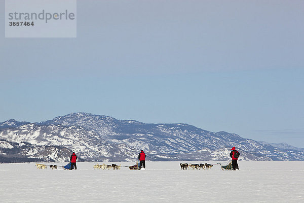 Drei Männer  Musher mit Schlittenhundegespannen  lenken Hundeschlitten  Team von Schlittenhunden  Alaskan Huskies  dahinter Berge  gefrorener Lake Laberge See  Yukon Territorium  Kanada