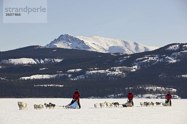 Drei Männer  Musher mit Schlittenhundegespannen  lenken Hundeschlitten  Team von Schlittenhunden  Alaskan Huskies  dahinter Berge  gefrorener Lake Laberge See  Yukon Territorium  Kanada