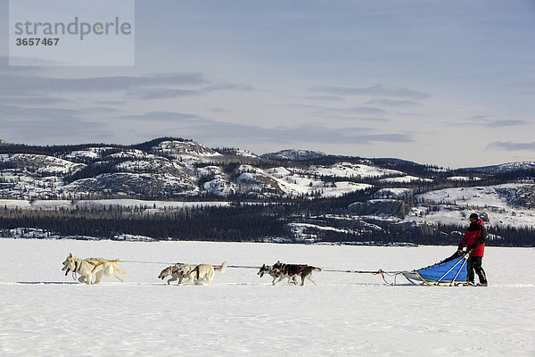 Mann  Musher mit Schlittenhundegespann  lenkt Hundeschlitten  Team von Schlittenhunden  Alaskan Huskies  dahinter Berge  gefrorener Lake Laberge See  Yukon Territorium  Kanada
