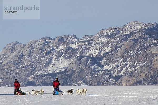 Zwei Männer  Musher mit Schlittenhundegespann  lenken Hundeschlitten  Team von Schlittenhunden  Alaskan Huskies  dahinter Berge  gefrorener Lake Laberge See  Yukon Territorium  Kanada