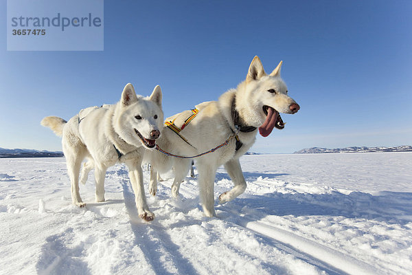 Zwei weiße Leithunde führen ein Hundeschlittengespann von Alaskan Huskies über den zugefrorenen Lake Laberge im Yukon-Gebiet  Kanada
