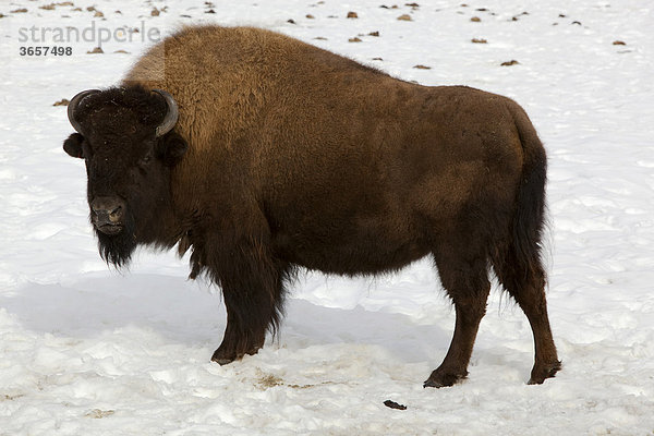 Waldbison (Bison bison athabascae)  Bulle  Yukon Territory  Kanada