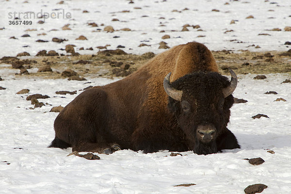 Waldbison (Bison bison athabascae)  Bulle  Yukon Territory  Kanada