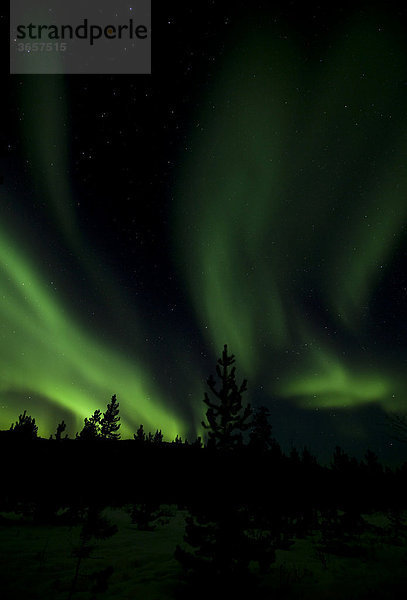 Wirbelnde Nordlichter  Polarlichter  Aurora Borealis  grün  in der Nähe von Whitehorse  Yukon Territorium  Kanada
