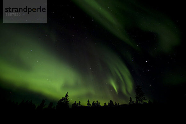 Wirbelnde Nordlichter  Polarlichter  Aurora Borealis  grün  in der Nähe von Whitehorse  Yukon Territorium  Kanada