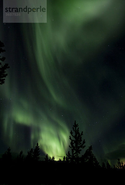 Wirbelnde Nordlichter  Polarlichter  Aurora Borealis  grün  Silhouette eines Baums  in der Nähe von Whitehorse  Yukon Territorium  Kanada