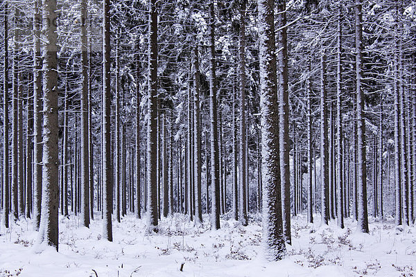 Tief verschneiter Nadelwald mit Fichten im Winter (Picea abies)  Tangstedter Forst  Schleswig-Holstein  Deutschland  Europa