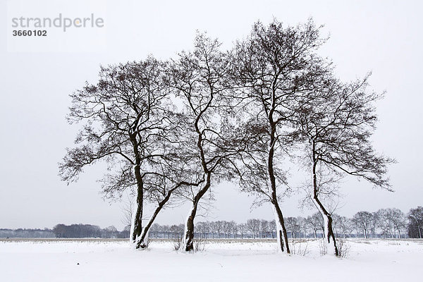 Erlen in schneebedeckter Winterlandschaft  Schwarzerlen (Alnus glutinosa)  Naturschutzgebiet Oberalsterniederung  Schleswig-Holstein  Deutschland  Europa