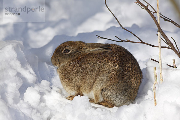 Kaninchen  Europäisches Wildkaninchen (Oryctolagus cuniculus) sitzt im Schnee im Winter
