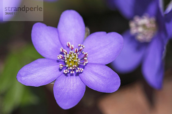 Gewöhnliches Leberblümchen  Dreilappiges Leberblümchen (Hepatica nobilis) (Anemone hepatica)  seltene geschützte Wildpflanze  Heilpflanze