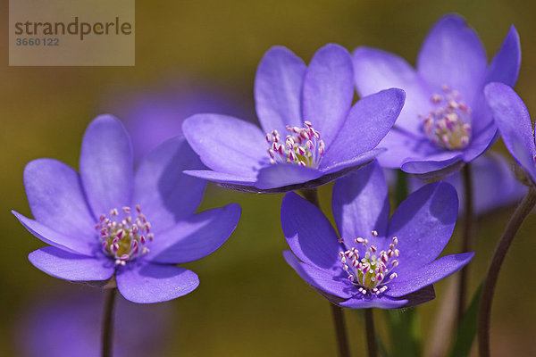 Gewöhnliches Leberblümchen  Dreilappiges Leberblümchen (Hepatica nobilis) (Anemone hepatica)  seltene geschützte Wildpflanze  Heilpflanze