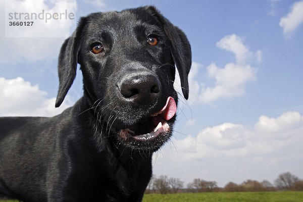Schwarzer Labrador Retriever  Junghund  Rüde  Portrait