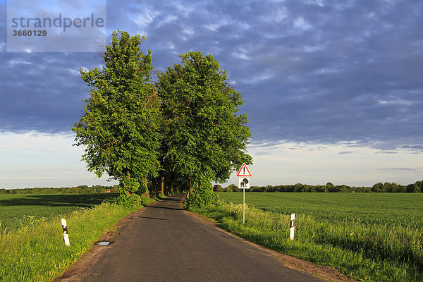 Allee im Abendlicht  Lindenallee  Linden (Tilia)  Mecklenburg-Vorpommern  Deutschland  Europa