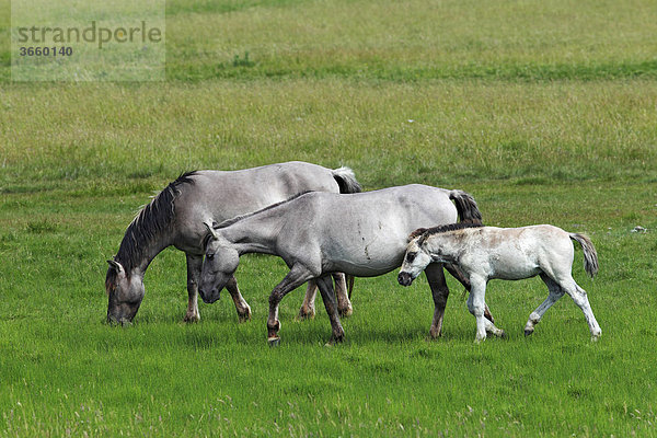Koniks (Equus przewalskii f. caballus)  Fohlen  Stute und Hengst  Konikpferde  Wildpferde  Waldtarpan Rückzüchtung