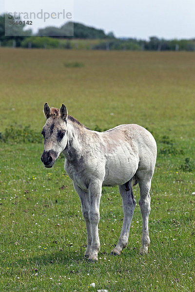Konik (Equus przewalskii f. caballus)  Fohlen  Hengstfohlen  Konikfohlen  Konikpferd  Wildpferd  Waldtarpan Rückzüchtung