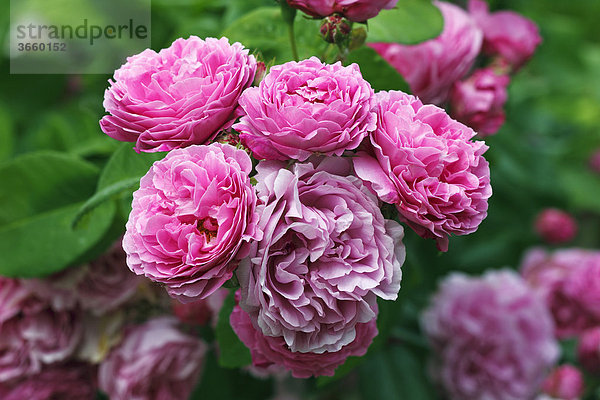 Rose  Bourbon-Rose Sorte Louise Odier (Rosa x borboniana cultivar Louise Odier)  historische alte Rosensorte von 1851 mit stark duftenden Blüten