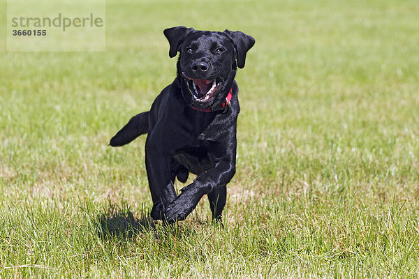 Schwarzer Labrador Retriever läuft auf Wiese  junger Rüde