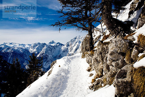 Wanderweg am Berg Jenner  Berchtesgadener Land  Bayern  Deutschland  Europa