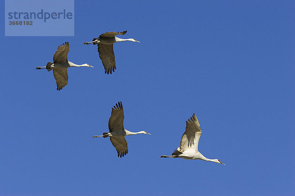 Kanadakraniche (Grus canadensis) im Flug  Bosque del Apache Wildlife Refuge  Neumexiko  Nordamerika  USA