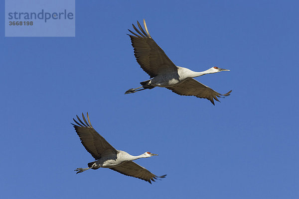 Kanadakraniche (Grus canadensis) im Flug  Bosque del Apache Wildlife Refuge  Neumexiko  Nordamerika  USA