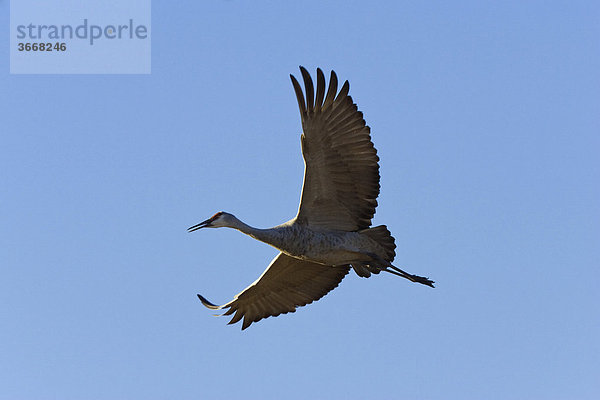 Kanadakranich (Grus canadensis) im Flug  Bosque del Apache Wildlife Refuge  Neumexiko  Nordamerika  USA