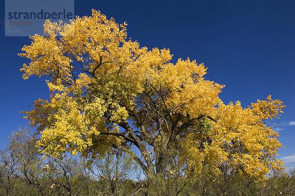 Pappel (Populus fremontii) im Herbst  Herbstfärbung  Bosque del Apache Wildlife Refuge  Neumexiko  Nordamerika  USA