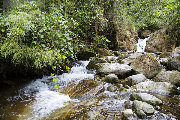 Bach Rio Savegre im Bergregenwald am Cerro de la muerte  Costa Rica  Mittelamerika