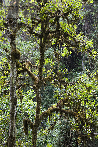 Bergregenwald am Cerro de la muerte  Costa Rica  Mittelamerika