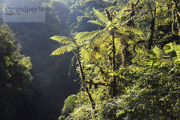 Baumfarne im Bergregenwald  Tapanti Nationalpark  Costa Rica  Mittelamerika