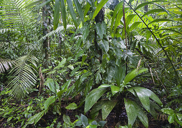 Krautschicht im Tiefland-Regenwald  Braulio-Carrillo Nationalpark  Costa Rica  Mittelamerika