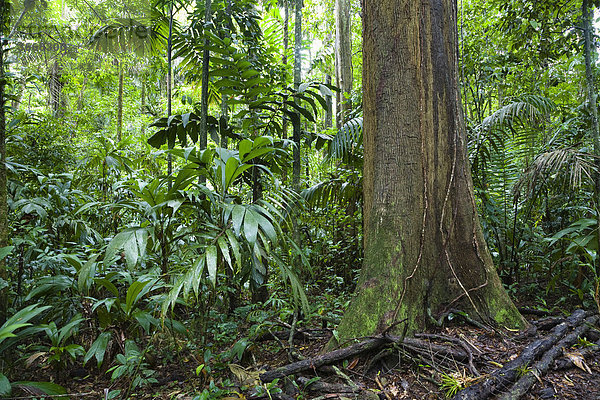 Tiefland-Regenwald  Braulio-Carrillo Nationalpark  Costa Rica  Mittelamerika