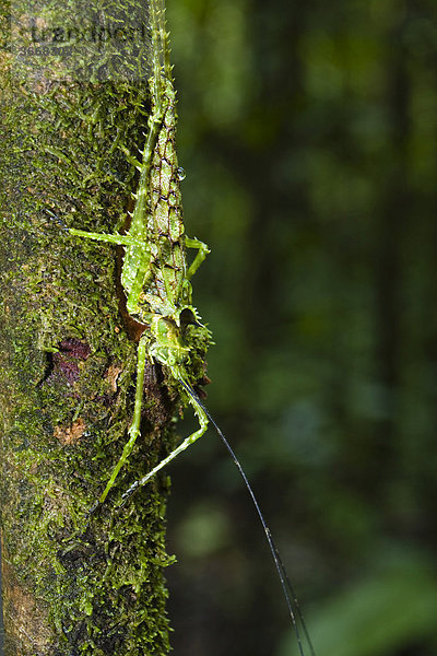 Getarnte Heuschrecke im Tiefland-Regenwald  Braulio-Carrillo Nationalpark  Costa Rica  Mittelamerika