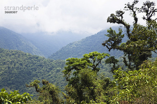 Bergregenwald  Braulio-Carrillo Nationalpark  Costa Rica  Mittelamerika