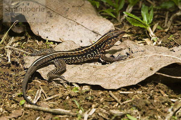 Eidechse im Tiefland-Regenwald  Braulio-Carrillo Nationalpark  Costa Rica  Mittelamerika