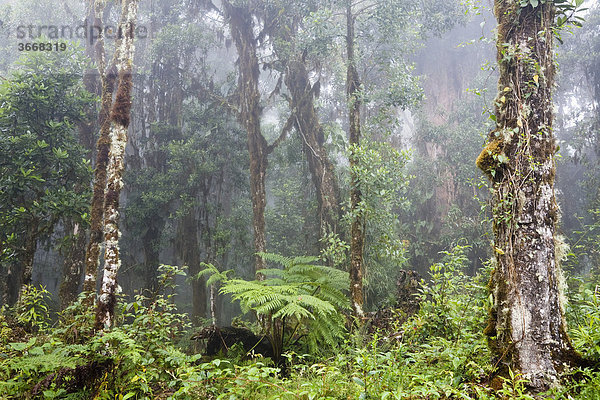 Nebelwald  Bergregenwald am Cerro de la muerte  Costa Rica  Mittelamerika