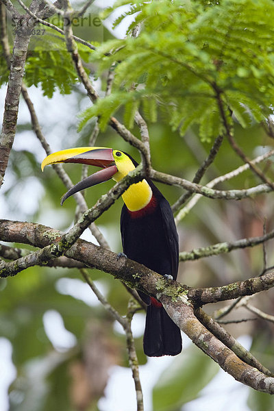 Swainson's Tukan (Ramphastos ambiguus swainsonii)  Regenwald  Braulio Carrillo Nationalpark  Costa Rica  Mittelamerika