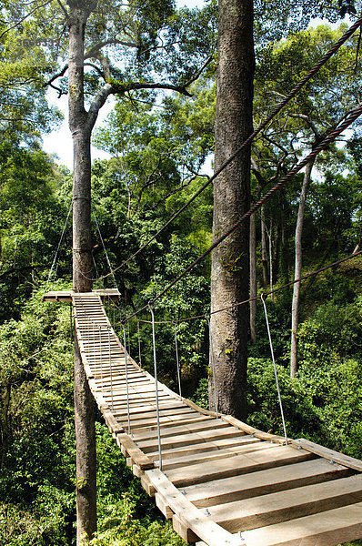 Dschungel-Brücke aus Holz  Chiang Mai  Thailand  Asien