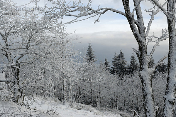 Verschneite Winterlandschaft im Mittelgebirge Kleiner Feldberg Taunus Hessen