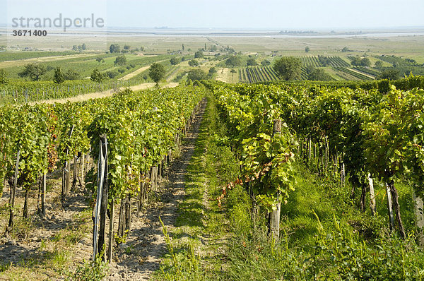 Blick über Weingüter und Schilf nahe der Staatsgrenze zu Ungarn Mörbisch am Neusiedler See Burgenland Österreich