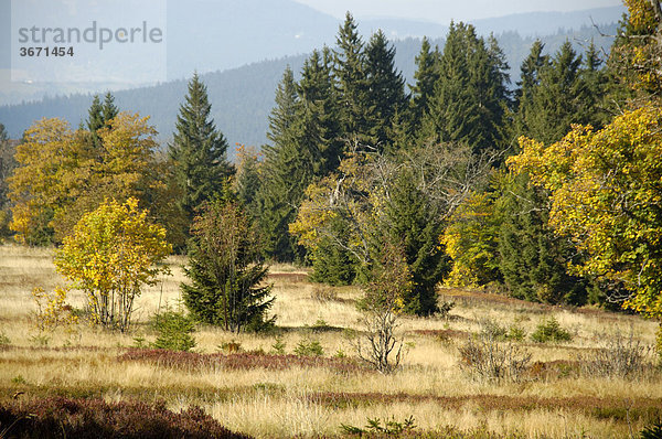 Bäume in gelbem Herbstlaub Ruckowitzschachten am Großen Falkenstein Bayerischer Wald Niederbayern