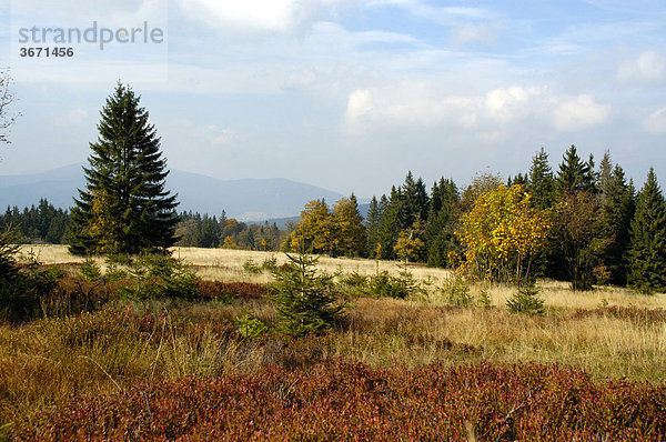 Bäume und Heide im Herbstlaub Ruckowitzschachten am Großen Falkenstein Bayerischer Wald Niederbayern