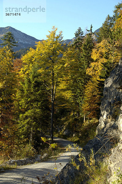Forstweg mit Bergwald im Herbstlaub Krottenkopf Bayerische Alpen Oberbayern