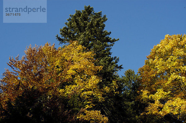 Bäume Fichte Picea abies Bergahorn Acer pseudoplatanus in gelbem Herbstlaub Bayerische Alpen Oberbayern