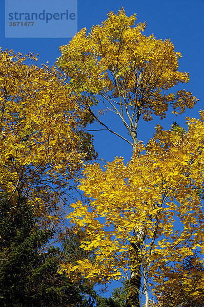 Baum Bergahorn Acer pseudoplatanus in gelbem Herbstlaub Bayerische Alpen Oberbayern