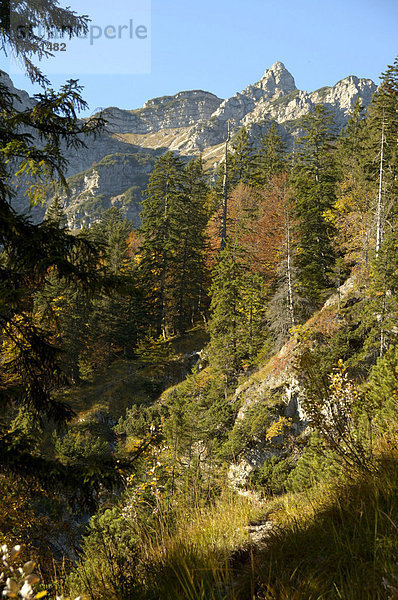 Bergmischwald am steilen Hang unterhalb vom Berg Hohe Kisten im Herbst Bayerische Alpen Oberbayern